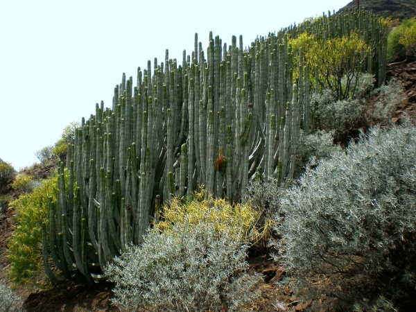 Foto 02 - GRAN CANARIA - flora1