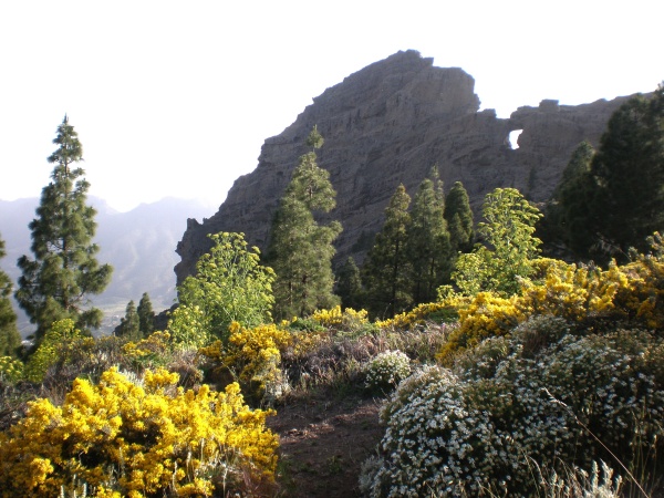 Foto 03 - GRAN CANARIA - flora2