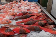 prodej ryb na tržišti ve Funchalu