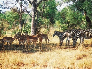 Kruger NP, rodinky zeber a přímorožců