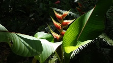 Martinik, botanická zahrada Balata