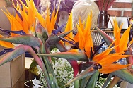 květiny na tržišti ve Funchalu