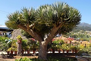 Dračinec dračí (Dracaena draco)