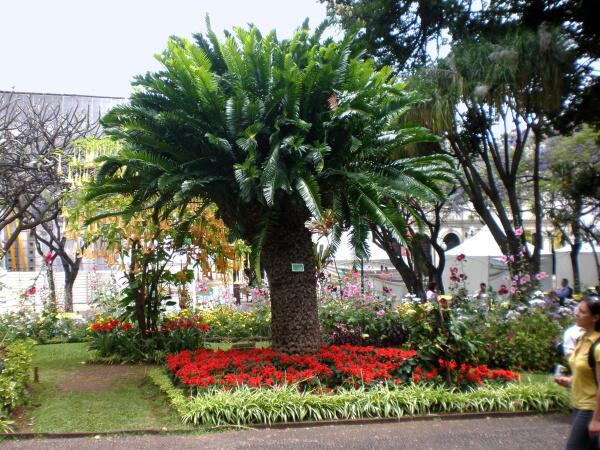 Foto 02 - MADEIRA - městský park ve Funchalu 2