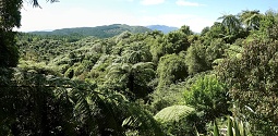 Waimangu Volcanic Valley